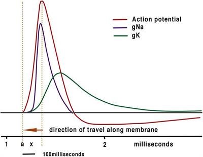 Does the Brain Function as a Quantum Phase Computer Using Phase Ternary Computation?